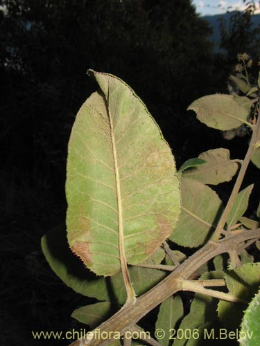 Imágen de Senecio cymosus (Palplalén / Para ná). Haga un clic para aumentar parte de imágen.